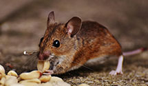 24 Hour & Emergency Exterminators in Il Dept Public Health, IL